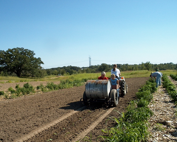 Cabbage Planting