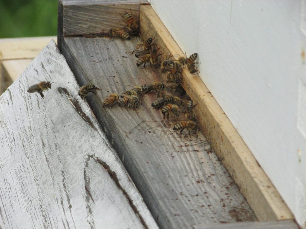 Backyard Beekeeping - Front Porch Republic